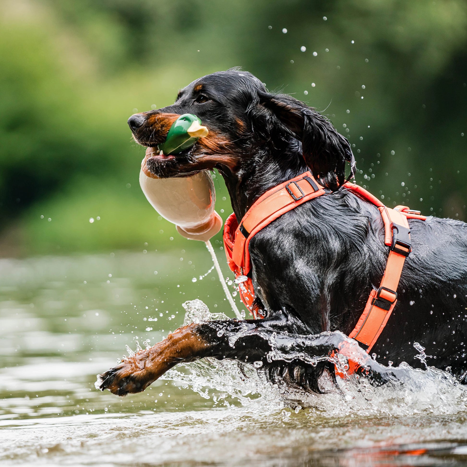Hund mit orangenen Y-Geschirr und Apportierdummy Ente durchs Wasser laufend