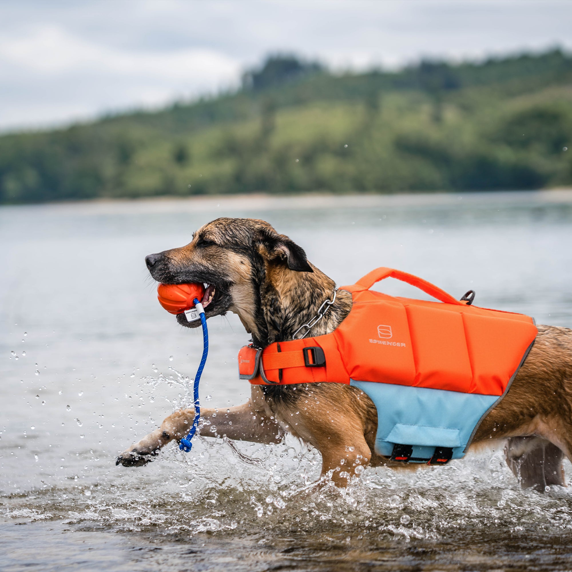 Chaleco de natación para perros