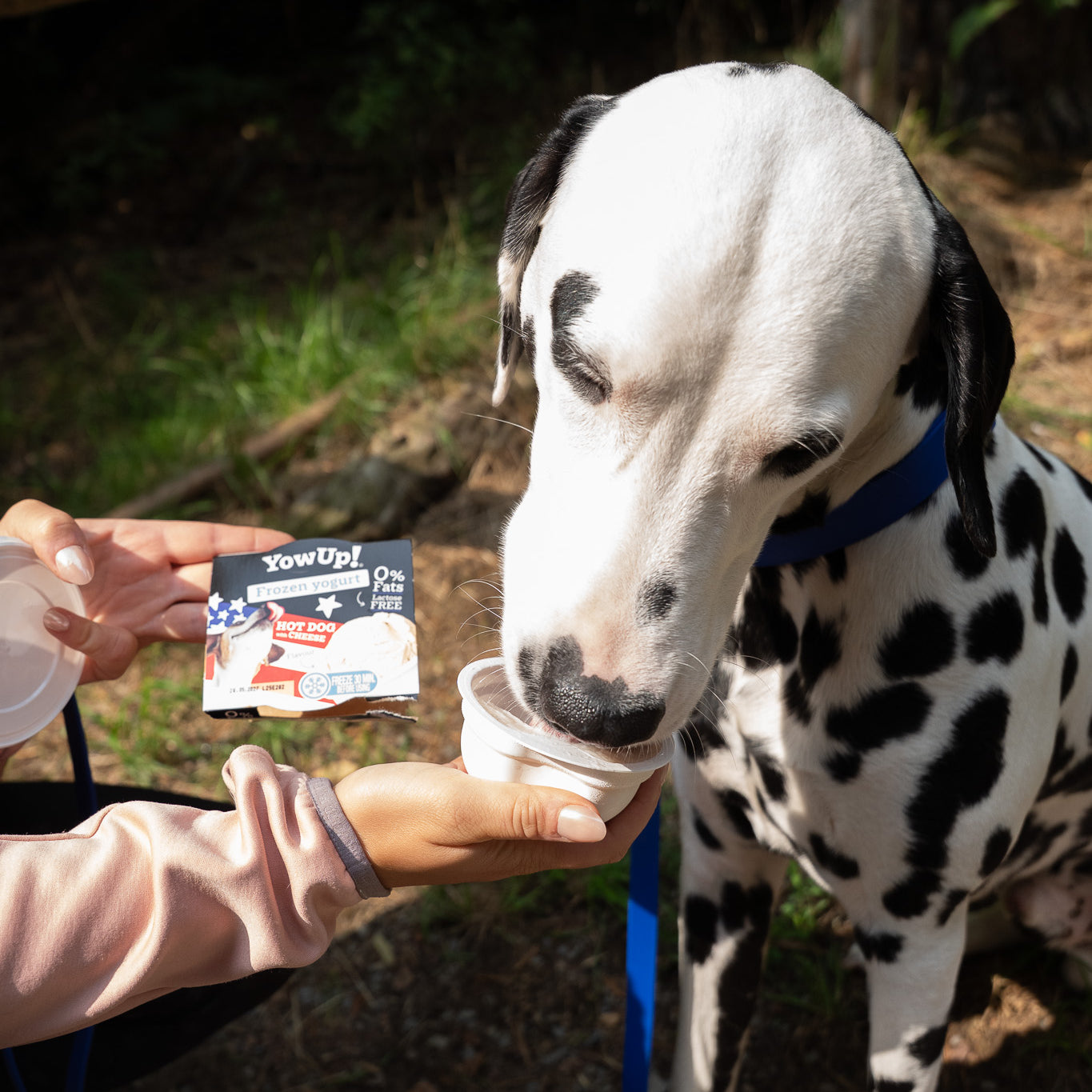 YowUp ! Yaourt glacé pour chiens 110 g (boîte de 12)