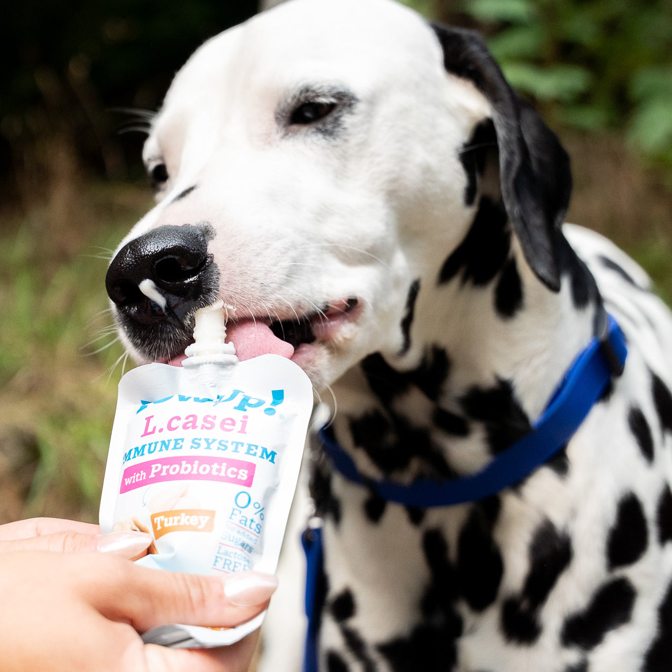 Dalmatiner schleckt am L. casei Hundejoghurt mit Truthahngeschmack