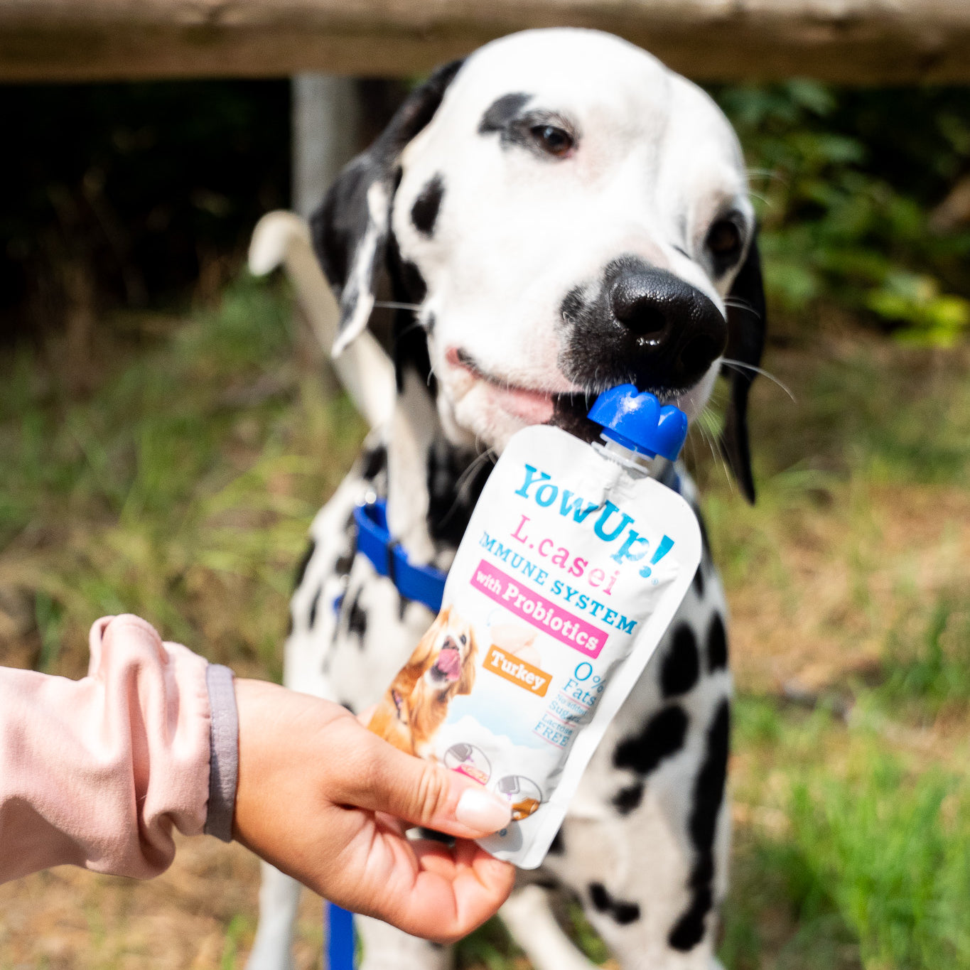 Dalmatiner riecht am L. casei Hundejoghurt mit Truthahngeschmack