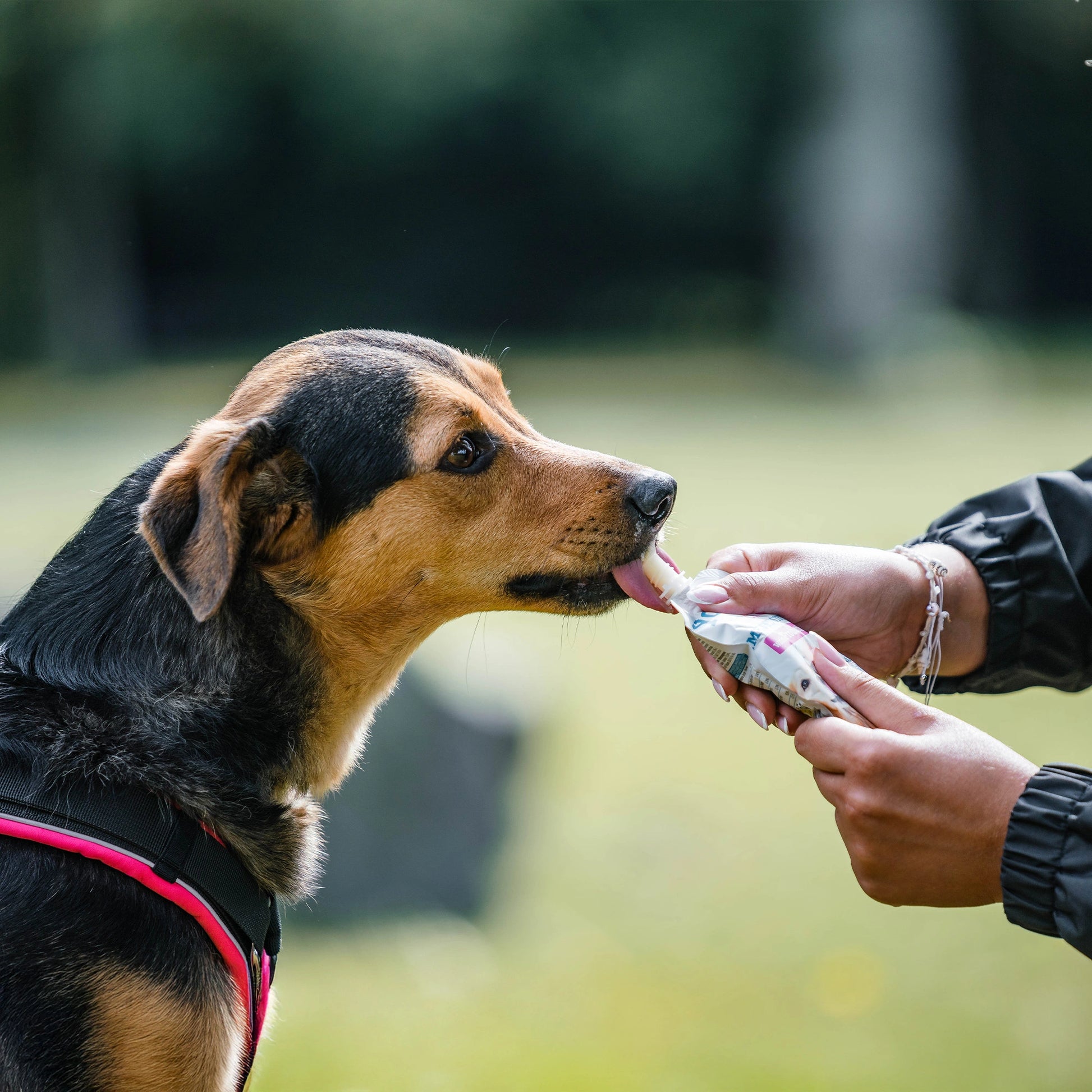 Mischlingshund schleckt am L. casei Hundejoghurt 