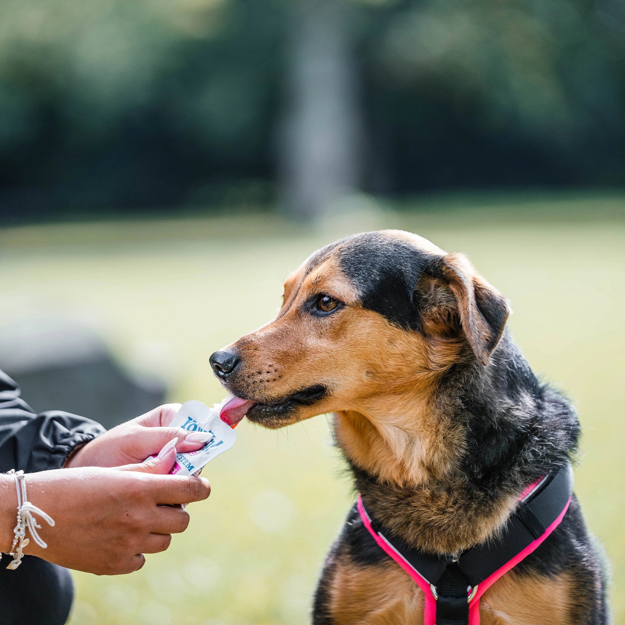 YowUp ! Yaourt pour chien 115 g (boîte de 10)