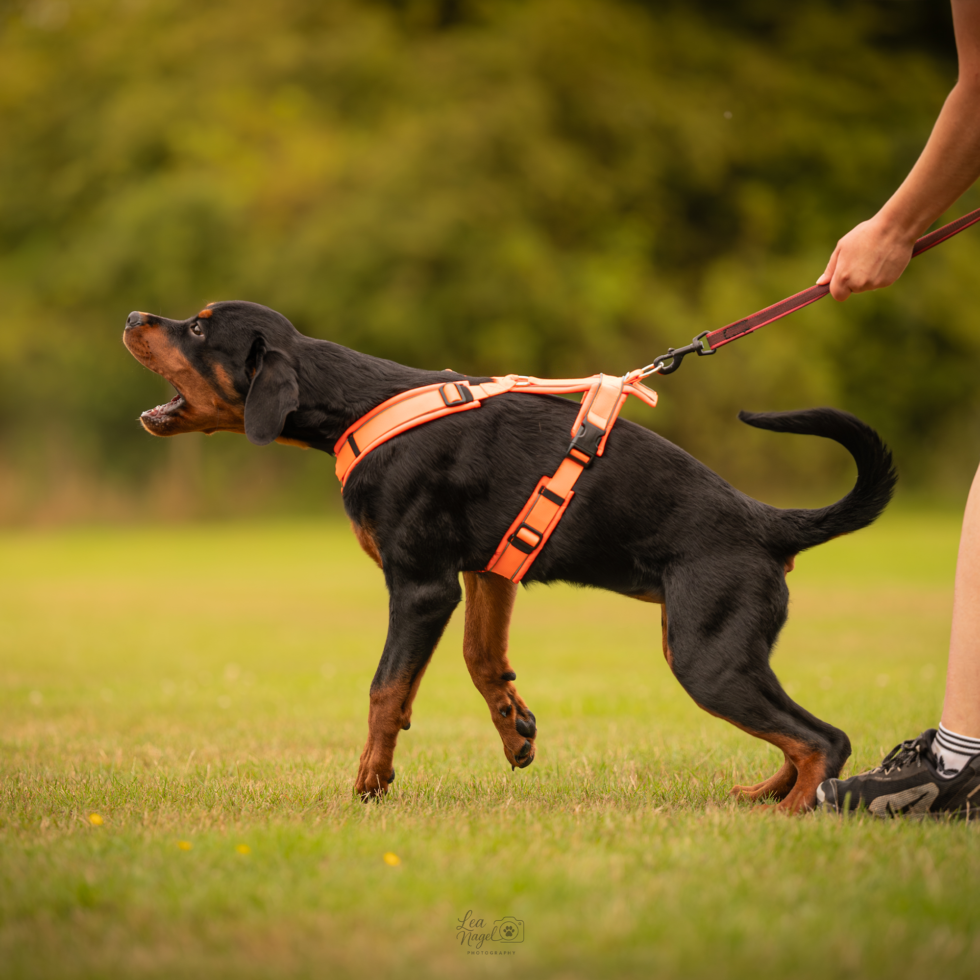 orangenes Y-Geschirr an jungem Rottweiler während dem Schutzhundetraining