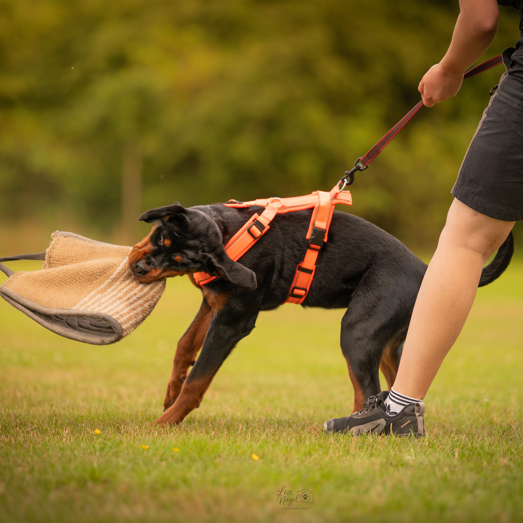 orangenes Y-Geschirr an jungem Rottweiler während dem Schutzhundetraining