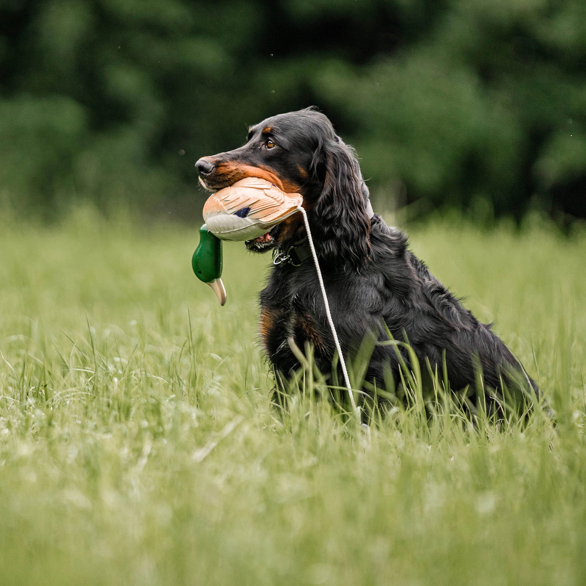 Hund mit Apportierdummy Ente in der Wiese