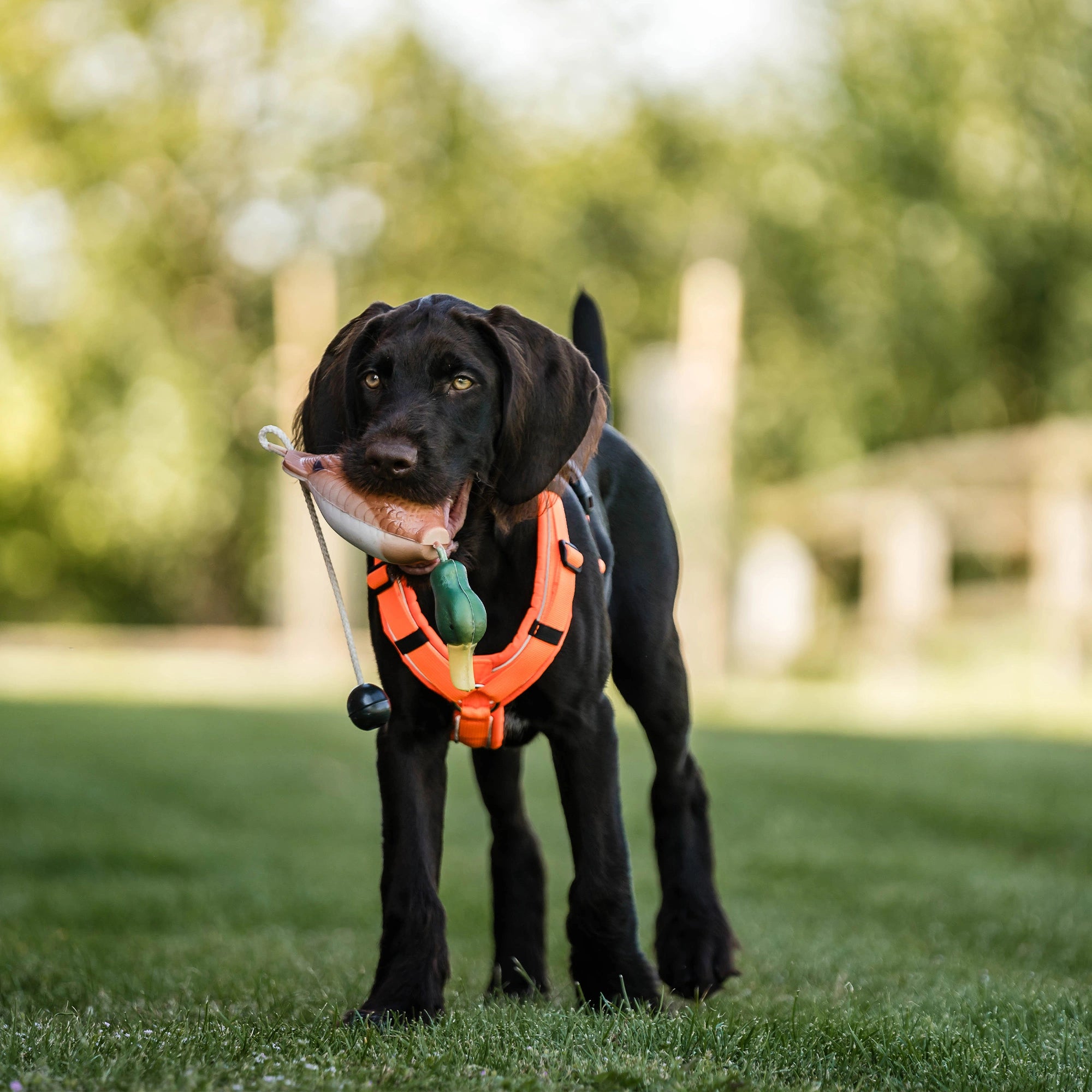 Jagdhund mit orangenen Y-Geschirr und Apportierdummy Ente