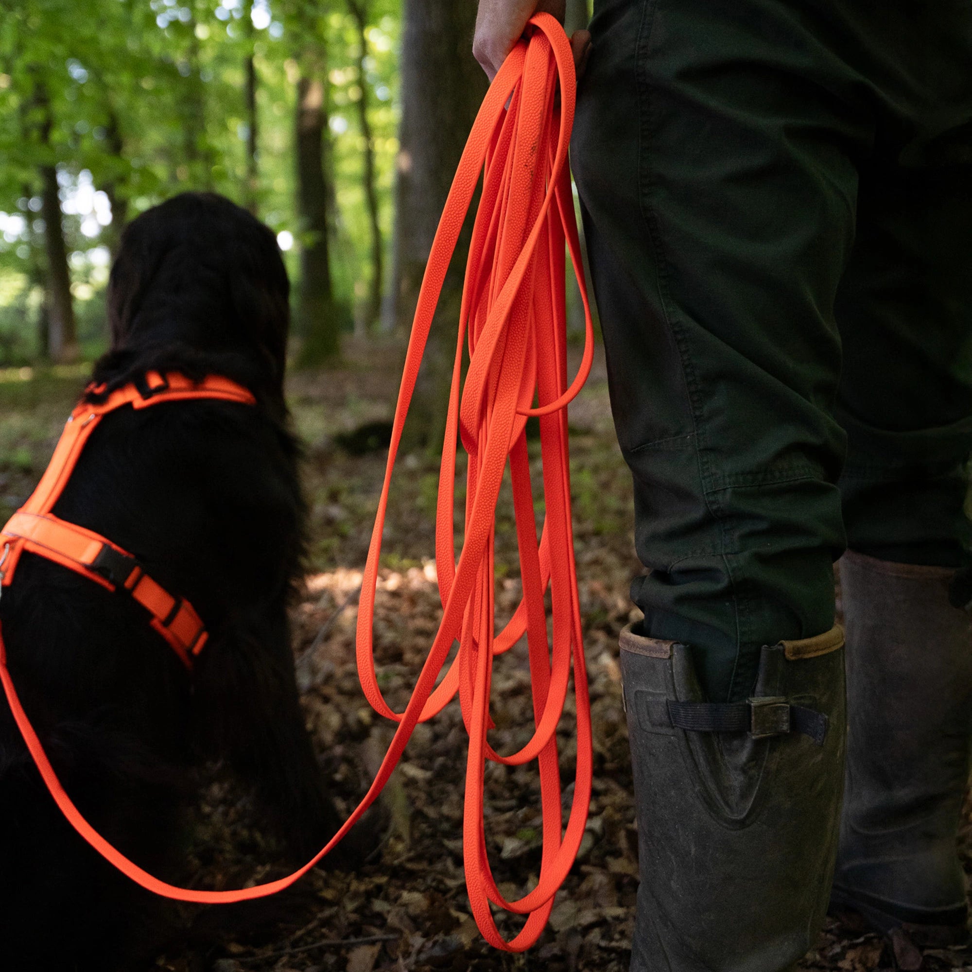 Jagdhund mit orangenen Y-Geschirr und Biothane Schleppleine