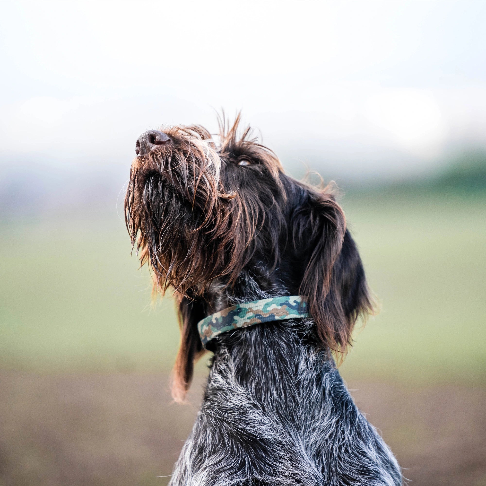 Jagdhund mit Camouflage Halsband