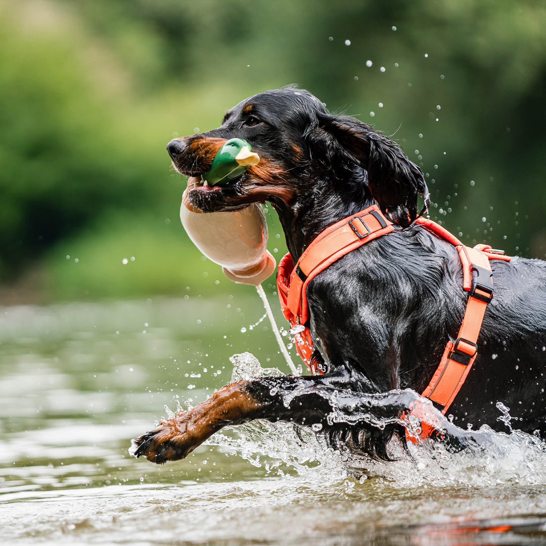 Hund mit orangenen Y-Geschirr und Apportierdummy Ente im Wasser