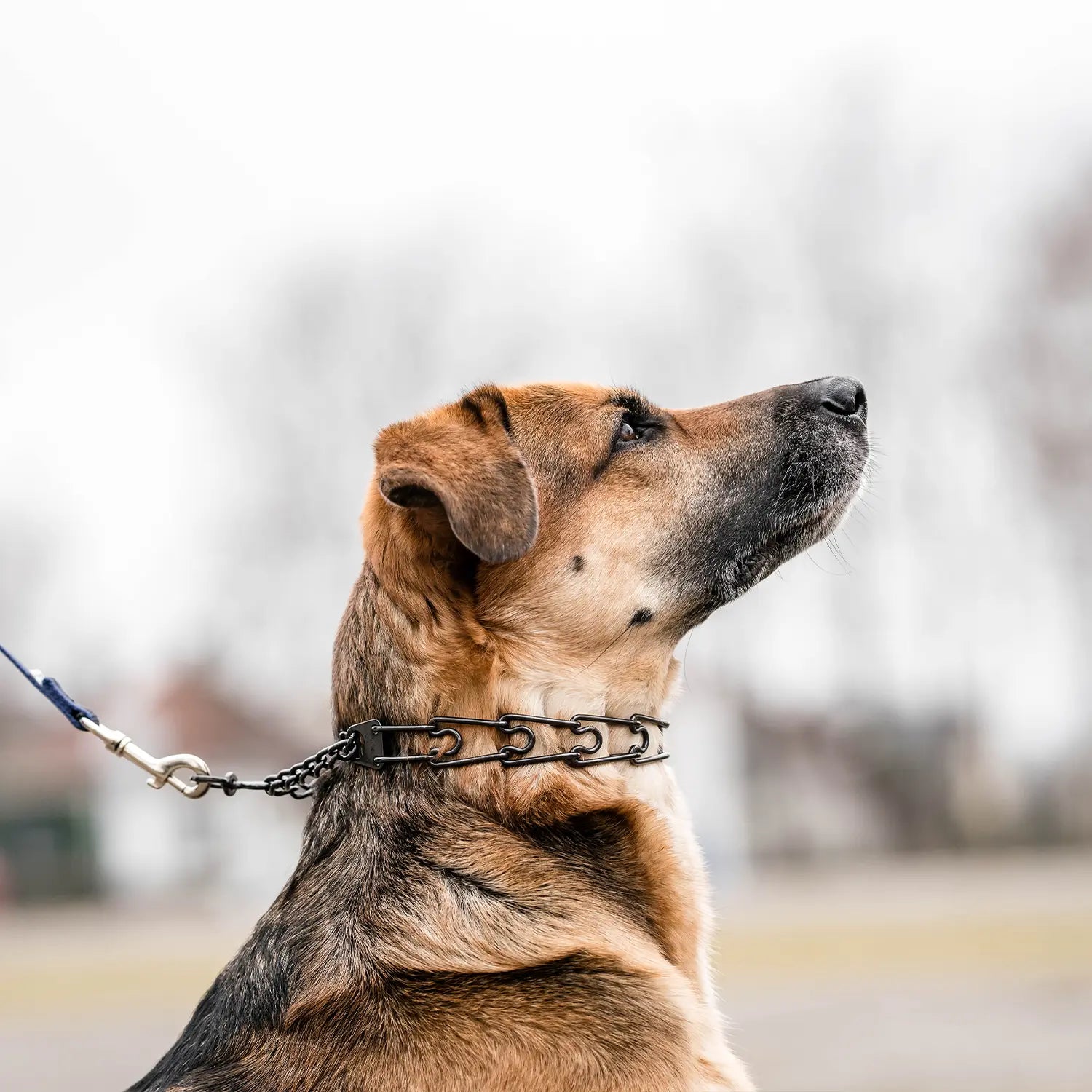 Buy prong collar online