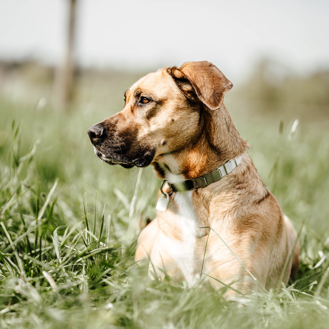 NeckTech Hundehalskette