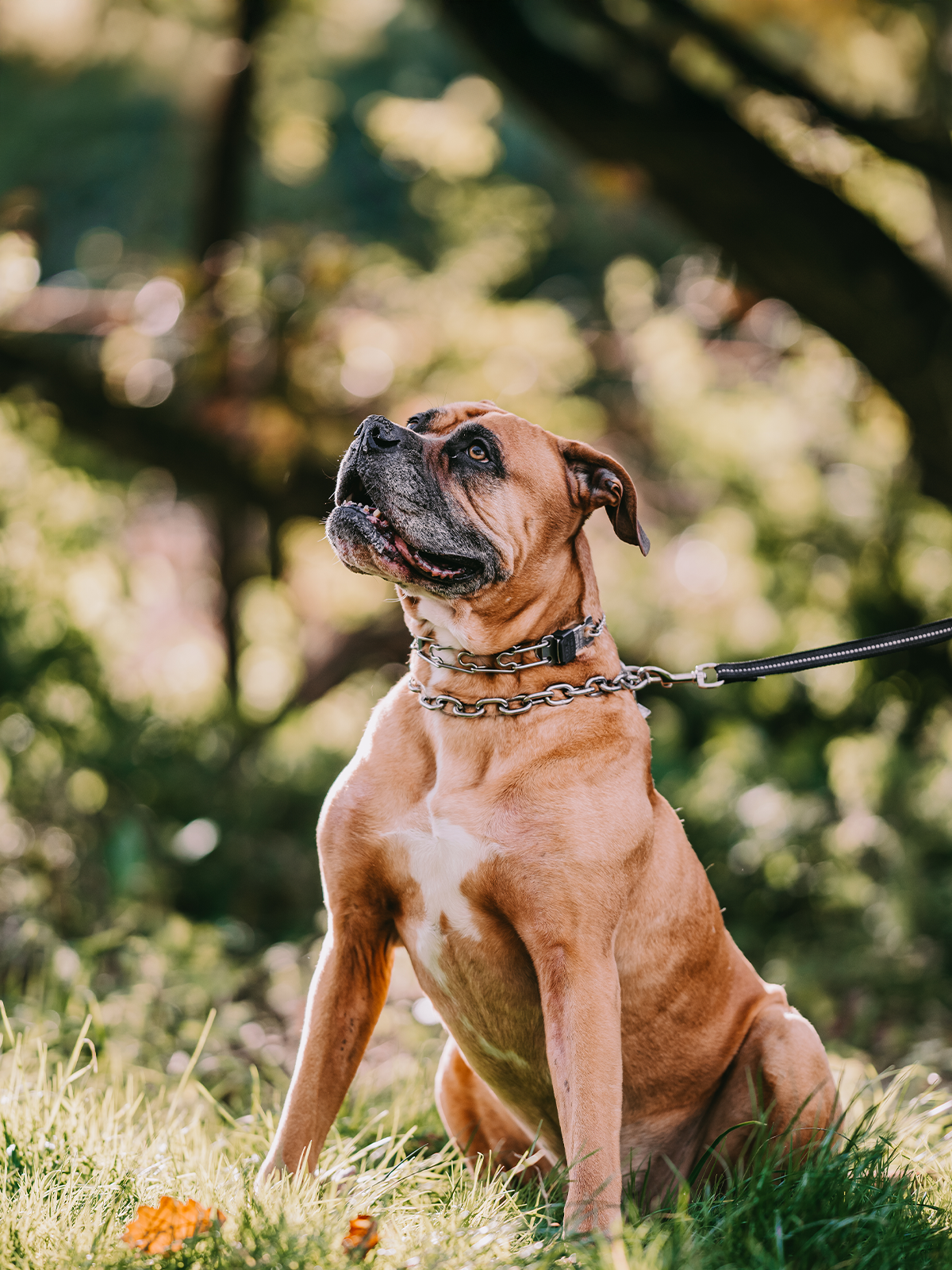 Bullmastiff sitzt im Gras, hat eine Dressurhalskette und ein Kettenhalsband aus Edelstahl an und ist an einer schwarzen Nylonleine angeleint