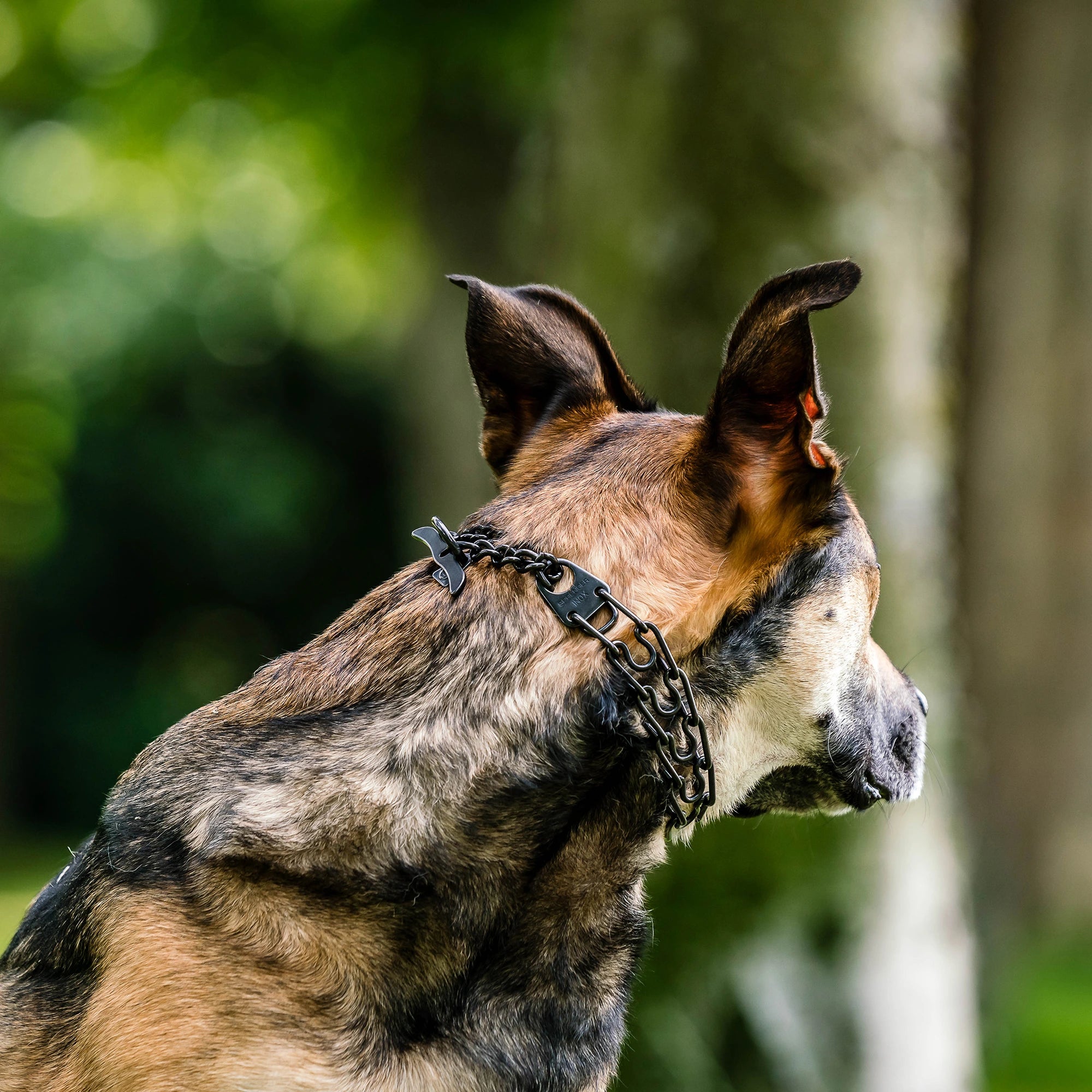 ULTRA-PLUS Training Collar with Center-Plate, Assembly Chain and Whale Tail Closure- Stainless steel black