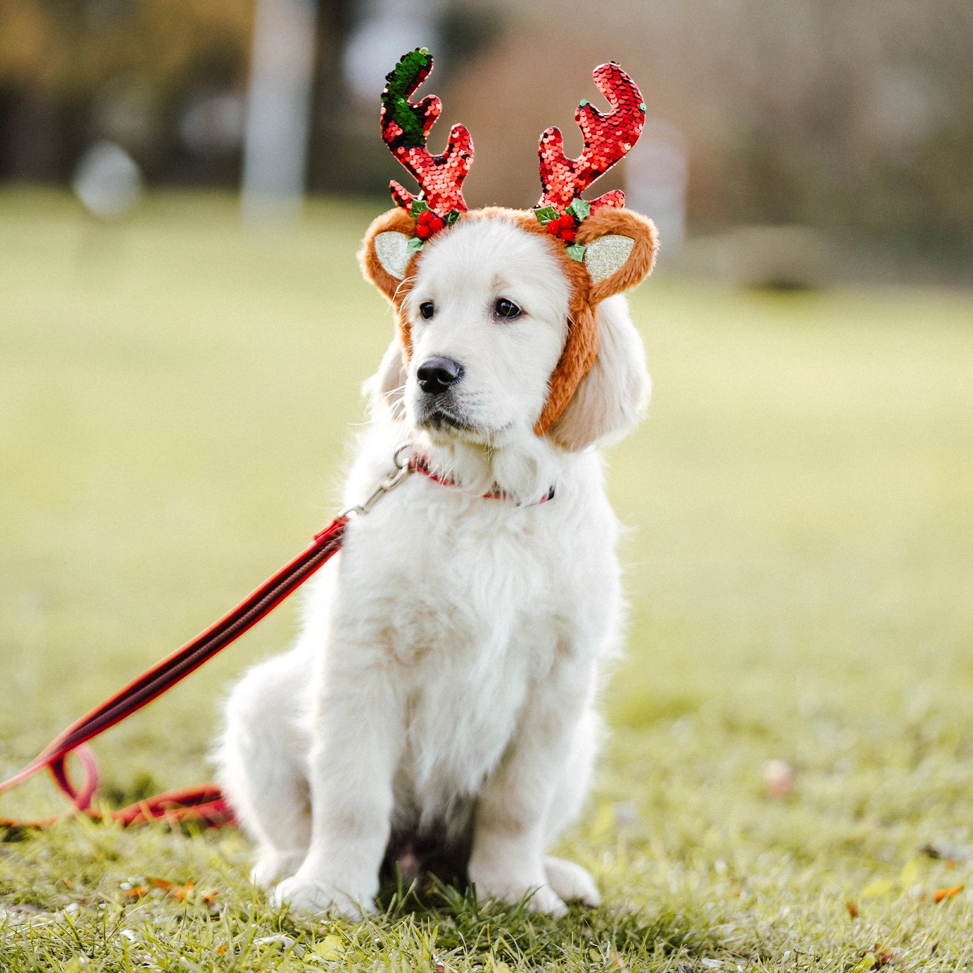 Welpe mit Rentiergeweih trägt gummiertes, rotes Nylon Halsband & Leine