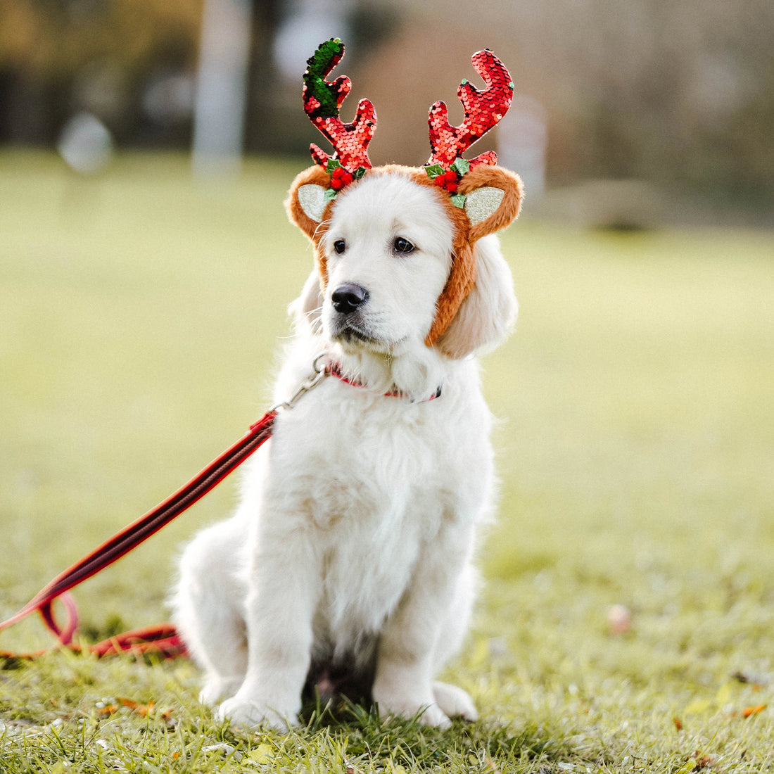Welpe mit Rentiergeweih trägt gummiertes, rotes Nylon Halsband & Leine